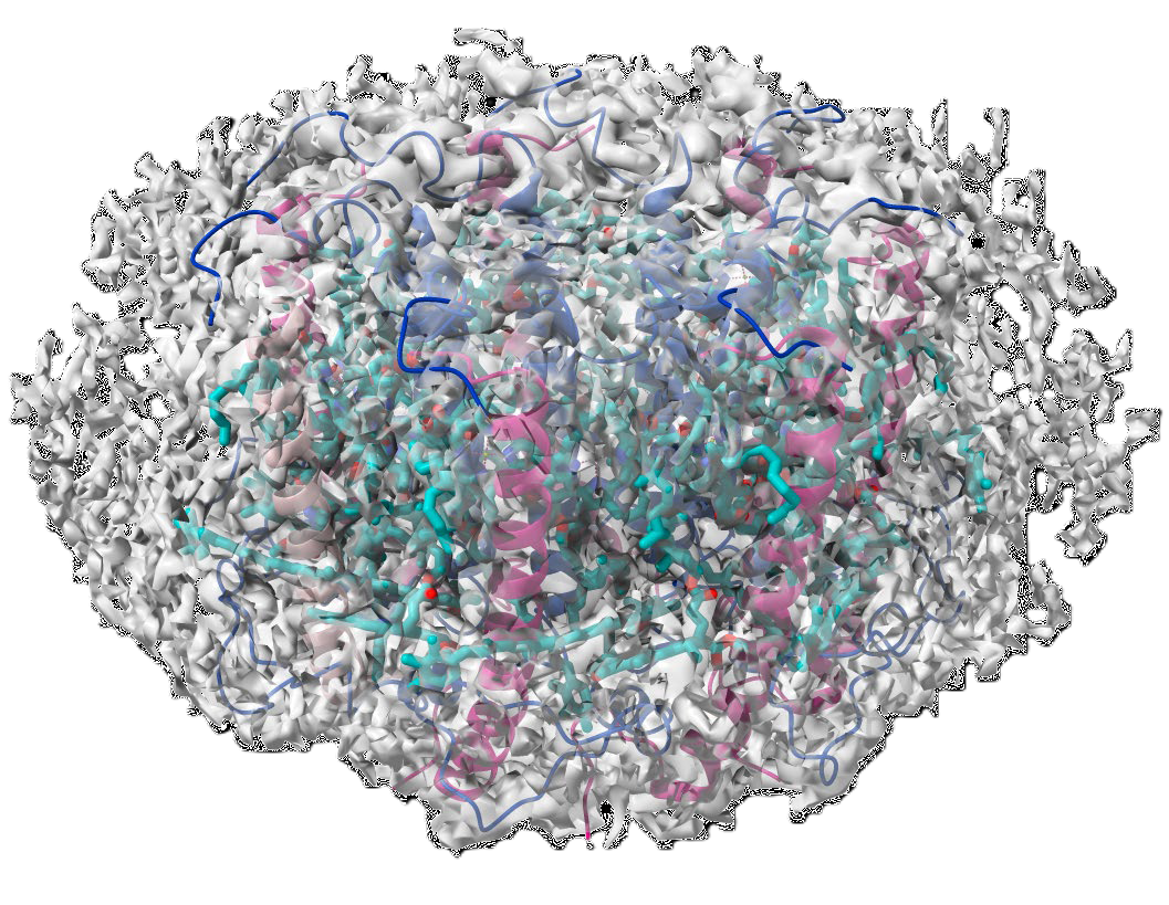 Light-harvesting 2 complex: PDBID 6ZXA, EMDB entry 11516. Structure solved
with data collected using HexAuFoil® grids. As described in Gardiner et al (Sci.
Adv.,2021)